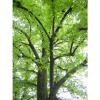 TILIA Cook Is.  PLAYPHYLLOS alveole linde nostrano largeleaf linden pflanze Pflanze #1 small image