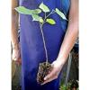 TILIA Cook Is.  PLAYPHYLLOS alveole linde nostrano largeleaf linden pflanze Pflanze #2 small image