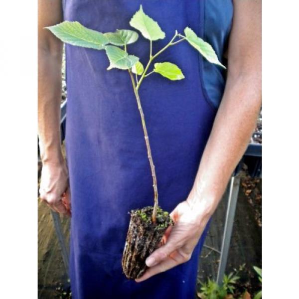 TILIA Cook Is.  PLAYPHYLLOS alveole linde nostrano largeleaf linden pflanze Pflanze #2 image